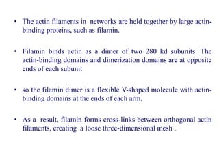 • The actin filaments in networks are held together by large actin-
binding proteins, such as filamin.
• Filamin binds actin as a dimer of two 280 kd subunits. The
actin-binding domains and dimerization domains are at opposite
ends of each subunit
• so the filamin dimer is a flexible V-shaped molecule with actin-
binding domains at the ends of each arm.
• As a result, filamin forms cross-links between orthogonal actin
filaments, creating a loose three-dimensional mesh .
 