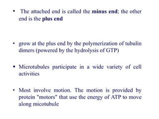 • The attached end is called the minus end; the other
end is the plus end
• grow at the plus end by the polymerization of tubulin
dimers (powered by the hydrolysis of GTP)
 Microtubules participate in a wide variety of cell
activities
• Most involve motion. The motion is provided by
protein "motors" that use the energy of ATP to move
along micotubule
 