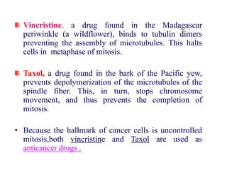 Vincristine, a drug found in the Madagascar
periwinkle (a wildflower), binds to tubulin dimers
preventing the assembly of microtubules. This halts
cells in metaphase of mitosis.
Taxol, a drug found in the bark of the Pacific yew,
prevents depolymerization of the microtubules of the
spindle fiber. This, in turn, stops chromosome
movement, and thus prevents the completion of
mitosis.
• Because the hallmark of cancer cells is uncontrolled
mitosis,both vincristine and Taxol are used as
anticancer drugs .
 