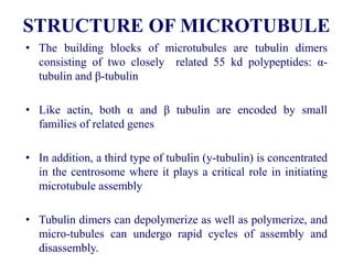 STRUCTURE OF MICROTUBULE
• The building blocks of microtubules are tubulin dimers
consisting of two closely related 55 kd polypeptides: α-
tubulin and β-tubulin
• Like actin, both α and β tubulin are encoded by small
families of related genes
• In addition, a third type of tubulin (y-tubulin) is concentrated
in the centrosome where it plays a critical role in initiating
microtubule assembly
• Tubulin dimers can depolymerize as well as polymerize, and
micro-tubules can undergo rapid cycles of assembly and
disassembly.
 