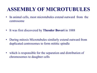 ASSEMBLY OF MICROTUBULES
• In animal cells, most microtubules extend outward from the
centrosome
• It was first discovered by Theoder Boveri in 1888
• During mitosis Microtubules similarly extend outward from
duplicated centrosomes to form mititic spindle
• which is responsible for the separation and distribution of
chromosomes to daughter cells
 
