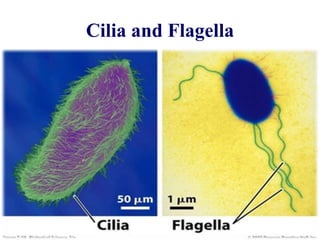 Cilia and Flagella
 
