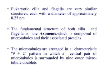 • Eukaryotic cilia and flagella are very similar
structures, each with a diameter of approximately
0.25 pm
• The fundamental structure of both cilia and
flagella is the Axoneme,which is composed of
microtubules and their associated proteins
• The microtubules are arranged in a characteristic
"9 + 2" pattern in which a central pair of
microtubules is surrounded by nine outer micro-
tubule doublets
 