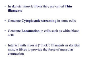 • In skeletal muscle fibers they are called Thin
filaments
• Generate Cytoplasmic streaming in some cells
• Generate Locomotion in cells such as white blood
cells
• Interact with myosin ("thick") filaments in skeletal
muscle fibres to provide the force of muscular
contraction
 