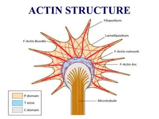 ACTIN STRUCTURE
 