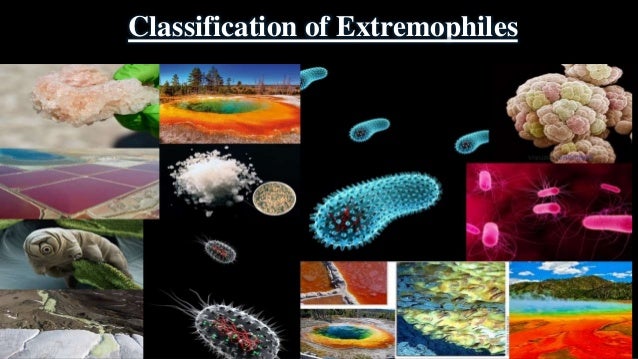 EXTREMOPHILES EXTREMOPHILES