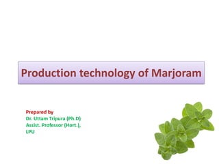 Production technology of Marjoram
Prepared by
Dr. Uttam Tripura (Ph.D)
Assist. Professor (Hort.),
LPU
 