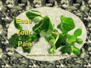 Ease  Your Pain Marjoram Oil for Your Aching Body 