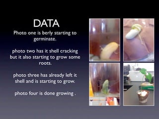 DATA
 Photo one is berly starting to
         germinate.

 photo two has it shell cracking
but it also starting to grow some
               roots.

 photo three has already left it
  shell and is starting to grow.

  photo four is done growing .
 