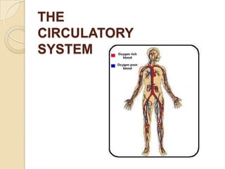 THECIRCULATORYSYSTEM 
