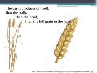 The earth produces of itself, first the stalk, then the head, 	then the full grain in the head.http://visual.merriam-webster.com/images/plants-gardening/plants/cereals/wheat.jpg