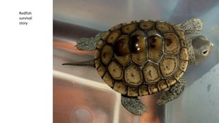 Redfish
survival
story
 