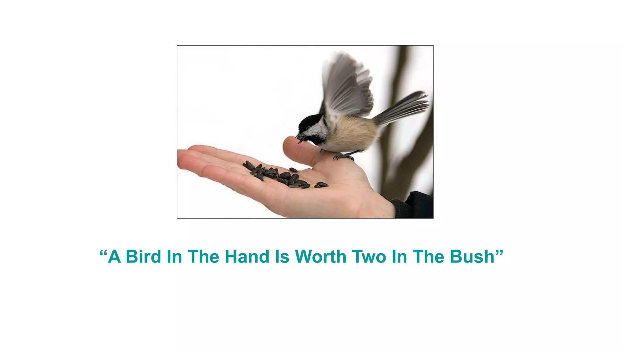 “A Bird In The Hand Is Worth Two In The Bush”
 