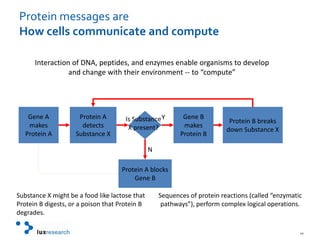 Protein messages areHow cells communicate and computeInteraction of DNA, peptides, and enzymes enable organisms to develop and change with their environment -- to “compute”Gene A makes Protein AGene B makes Protein BProtein B breaks down Substance XIs Substance X present?Protein A detects Substance XYNProtein A blocks Gene BSequences of protein reactions (called “enzymatic pathways”), perform complex logical operations.Substance X might be a food like lactose that Protein B digests, or a poison that Protein B degrades.