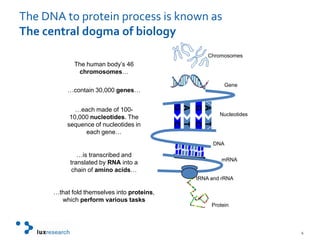 The DNA to protein process is known asThe central dogma of biology ATATGCGCChromosomesThe human body’s 46 chromosomes…Gene…contain 30,000 genes……each made of 100-10,000 nucleotides. The sequence of nucleotides in each gene…NucleotidesDNA…is transcribed and translated by RNA into a chain of amino acids…mRNAtRNA and rRNA…that fold themselves into proteins, which perform various tasksProtein