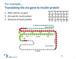 For example…Translating the ins gene to insulin proteinDNA code for ins geneAA code for insulin proteinStructure of insulin protein7