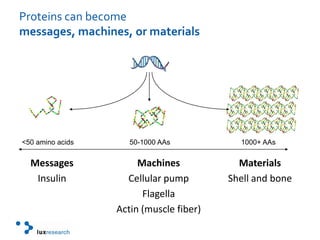 Proteins can become messages, machines, or materials<50 amino acids 	50-1000 AAs 	1000+ AAsMessagesInsulinMachinesCellular pumpFlagellaActin (muscle fiber)MaterialsShell and bone