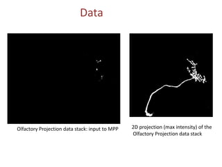 Data




Olfactory Projection data stack: input to MPP   2D projection (max intensity) of the
                                                Olfactory Projection data stack
 