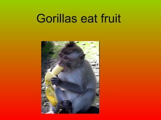 Gorillas eat fruit 