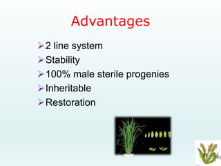 Marker assisted selection of male sterility in rice --vipin | PPTX