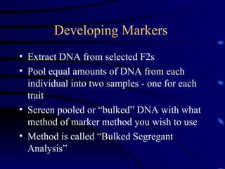 Developing Markers  <ul><li>Extract DNA from selected F2s </li></ul><ul><li>Pool equal amounts of DNA from each individual...