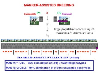 Marker assissted selection | PPTX