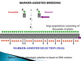 F2
P2
F1
P1 x
large populations consisting of
thousands of plants
ResistantSusceptible
MARKER-ASSISTED SELECTION (MAS)
MARKER-ASSISTED BREEDING
Method whereby phenotypic selection is based on DNA markers
 