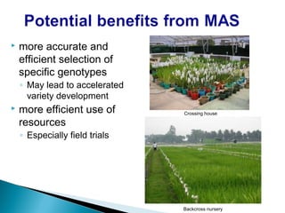  more accurate and
efficient selection of
specific genotypes
◦ May lead to accelerated
variety development
 more efficient use of
resources
◦ Especially field trials
Crossing house
Backcross nursery
 