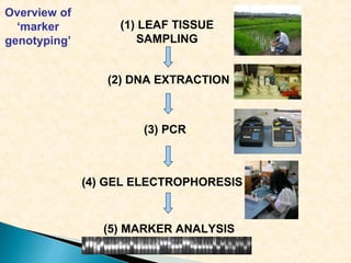 (1) LEAF TISSUE
SAMPLING
(2) DNA EXTRACTION
(3) PCR
(4) GEL ELECTROPHORESIS
(5) MARKER ANALYSIS
Overview of
‘marker
genotyping’
 