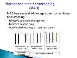  MAB has several advantages over conventional
backcrossing:
◦ Effective selection of target loci
◦ Minimize linkage drag
◦ Accelerated recovery of recurrent parent
1 2 3 4
Target
locus
1 2 3 4
RECOMBINANT
SELECTION
1 2 3 4
BACKGROUND
SELECTION
TARGET LOCUS
SELECTION
FOREGROUND
SELECTION
BACKGROUND SELECTION
 