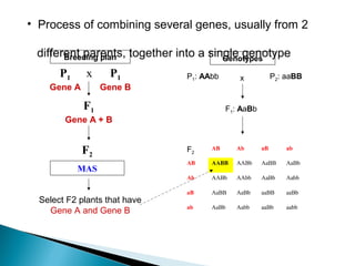 F2
F1
Gene A + B
P1
Gene A
x P1
Gene B
MAS
Select F2 plants that have
Gene A and Gene B
Genotypes
P1: AAbb P2: aaBB
F1: AaBb
F2
AB Ab aB ab
AB AABB AABb AaBB AaBb
Ab AABb AAbb AaBb Aabb
aB AaBB AaBb aaBB aaBb
ab AaBb Aabb aaBb aabb
• Process of combining several genes, usually from 2
different parents, together into a single genotype
x
Breeding plan
 