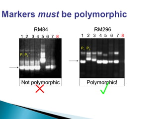 1 2 3 4 5 6 7 8 1 2 3 4 5 6 7 8
RM84 RM296
P1 P2
P1 P2
Not polymorphic Polymorphic!
 