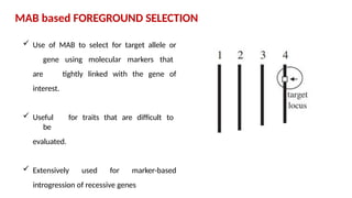 MAB based FOREGROUND SELECTION
 Use of MAB to select for target allele or
gene using molecular markers that
are tightly linked with the gene of
interest.
 Useful for traits that are difficult to
be
evaluated.
 Extensively used for marker-based
introgression of recessive genes
 