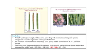 Conclusion;
• At BC4F1, a line possessing the BB resistance genes along with maximum recurrent parent genome
introgression was selfed to generated homozygous BC4F2 lines
• The lines were evaluated for their morphology, yield, quality and BB resistance from BC4F2 generation
onwards
• Four homozygous lines possessing high BB resistance, yield and grain quality similar to Samba Mahsuri were
nominated for AICRIP trials - IET 19026 - IET 19045 - IET 19046 - IET 19590
 