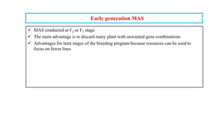 Early generation MAS
 MAS conducted at F2 or F3 stage
 The main advantage is to discard many plant with unwanted gene combinations
 Advantages for later stages of the breeding program because resources can be used to
focus on fewer lines
 