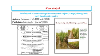 Case study-3
Introduction of bacterial blight resistance into Triguna, a high yielding, mid-
early duration rice variety
Authors: Sundaram et al. (DRR and CCMB)
Published: Biotechnology Journal (2009)
 