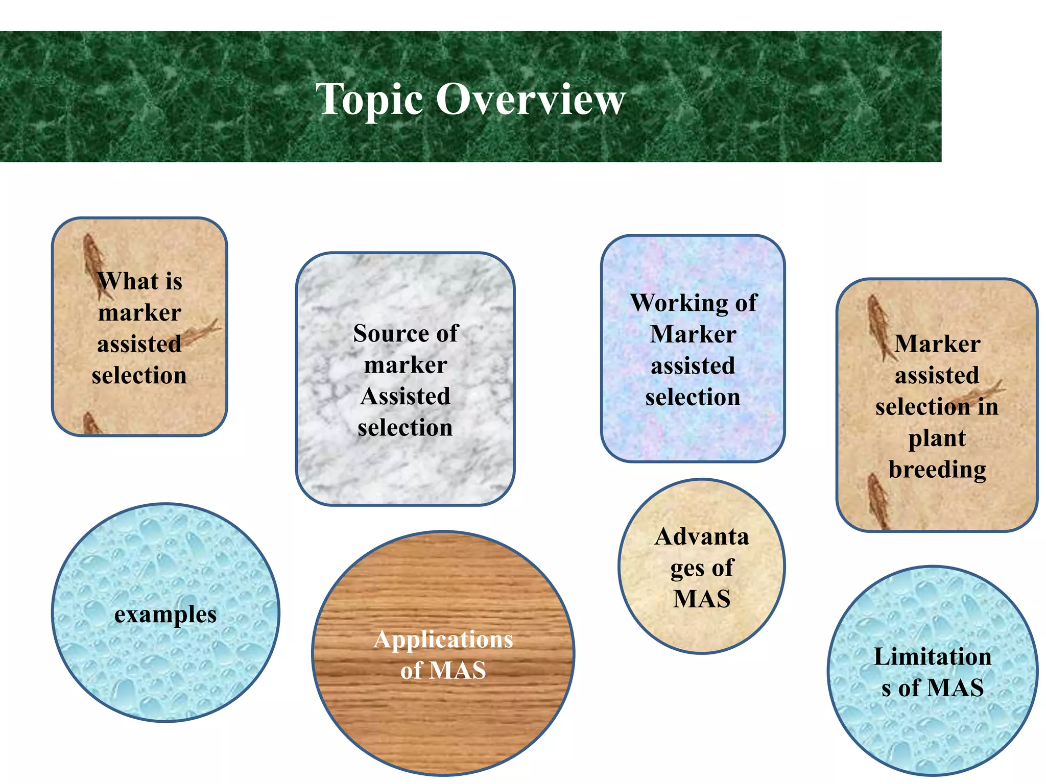Marker assisted selection in plants | PPTX