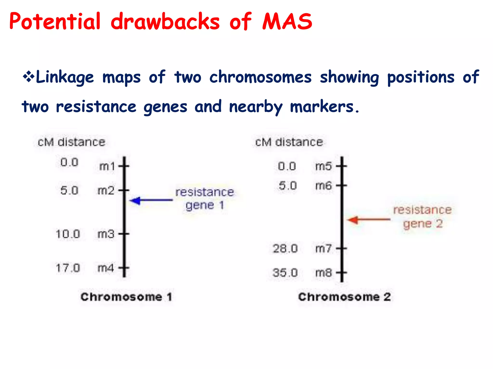 Potential drawbacks of MAS
Linkage maps of two chromosomes showing positions of
two resistance genes and nearby markers.
 
