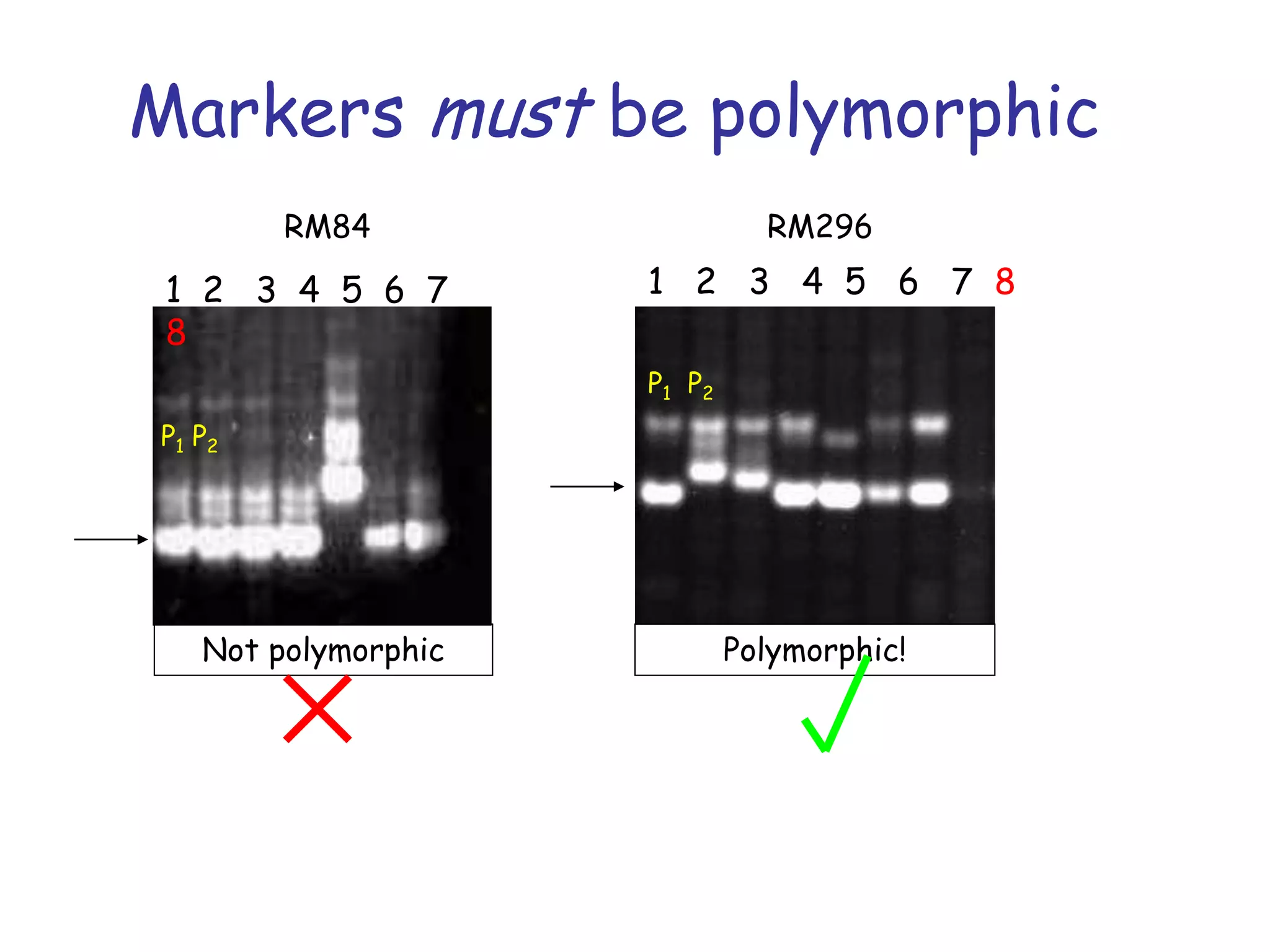 Markers must be polymorphic
1 2 3 4 5 6 7
8
1 2 3 4 5 6 7 8
RM84 RM296
P1 P2
P1 P2
Not polymorphic Polymorphic!
 