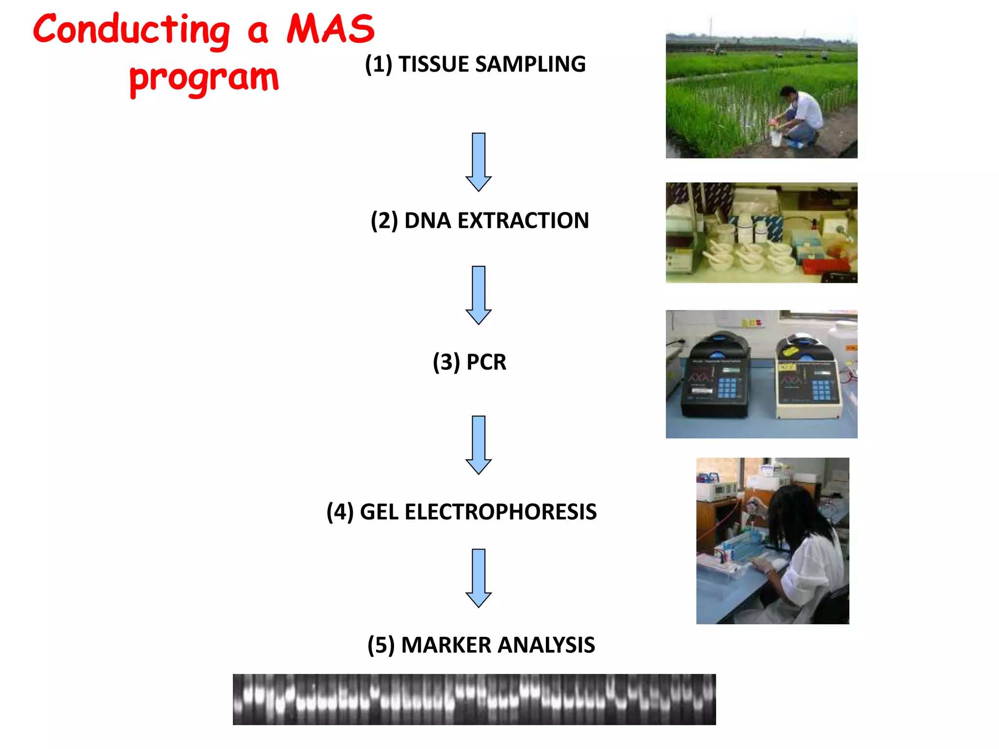 (1) TISSUE SAMPLING
(2) DNA EXTRACTION
(3) PCR
(4) GEL ELECTROPHORESIS
(5) MARKER ANALYSIS
Conducting a MAS
program
 