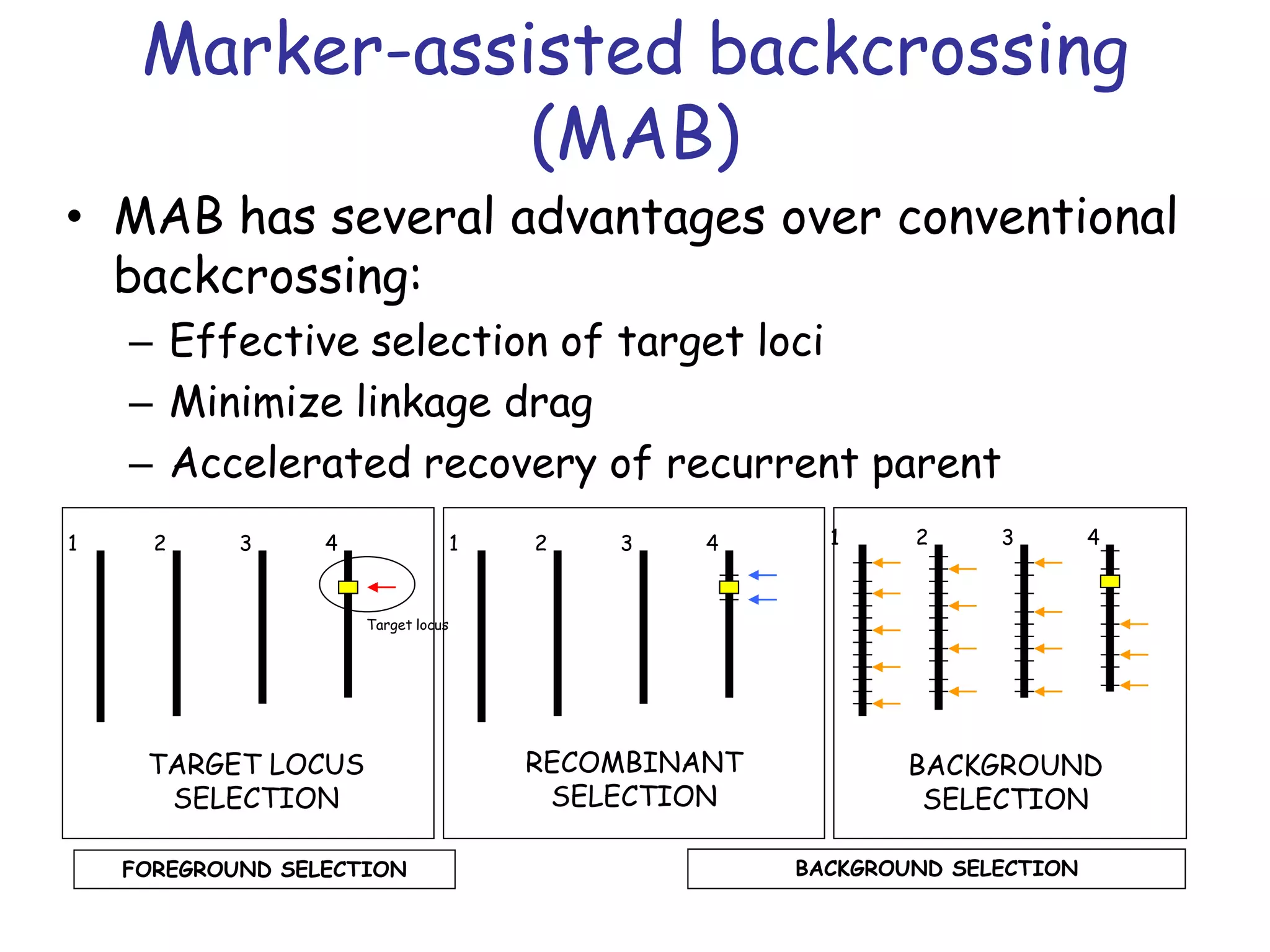 Marker-assisted backcrossing
(MAB)
• MAB has several advantages over conventional
backcrossing:
– Effective selection of target loci
– Minimize linkage drag
– Accelerated recovery of recurrent parent
1 2 3 4
Target locus
1 2 3 4
RECOMBINANT
SELECTION
1 2 3 4
BACKGROUND
SELECTION
TARGET LOCUS
SELECTION
FOREGROUND SELECTION BACKGROUND SELECTION
 