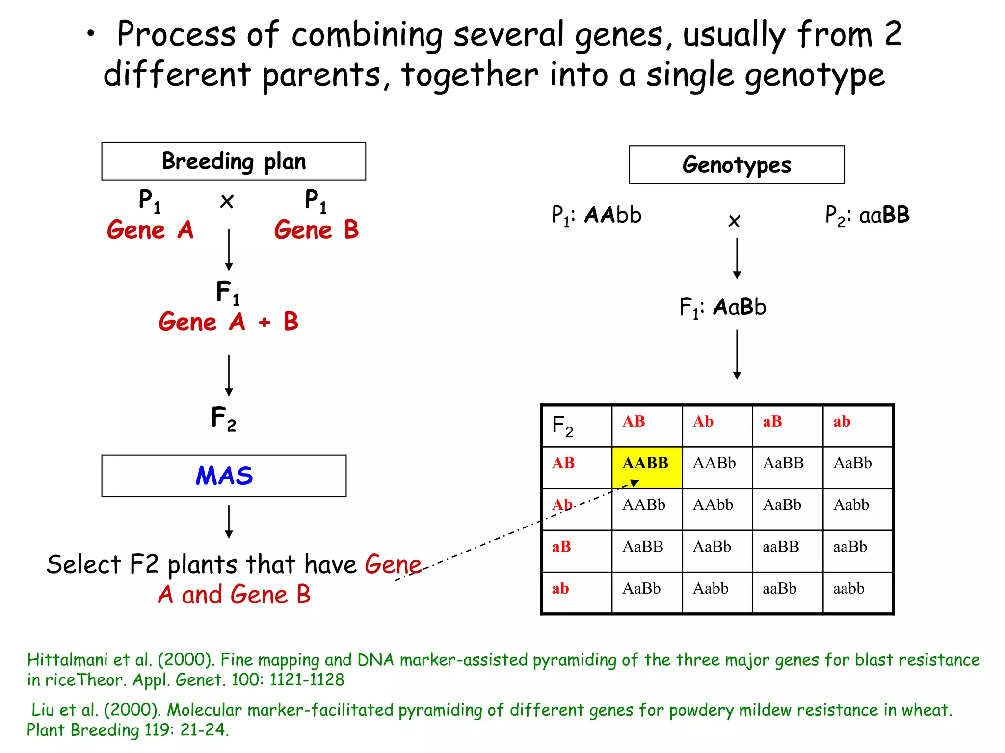 • Process of combining several genes, usually from 2
different parents, together into a single genotype
F2
F1
Gene A + B
P1
Gene A
x P1
Gene B
MAS
Select F2 plants that have Gene
A and Gene B
Genotypes
P1: AAbb P2: aaBB
F1: AaBb
F2
AB Ab aB ab
AB AABB AABb AaBB AaBb
Ab AABb AAbb AaBb Aabb
aB AaBB AaBb aaBB aaBb
ab AaBb Aabb aaBb aabb
x
Breeding plan
Hittalmani et al. (2000). Fine mapping and DNA marker-assisted pyramiding of the three major genes for blast resistance
in riceTheor. Appl. Genet. 100: 1121-1128
Liu et al. (2000). Molecular marker-facilitated pyramiding of different genes for powdery mildew resistance in wheat.
Plant Breeding 119: 21-24.
 