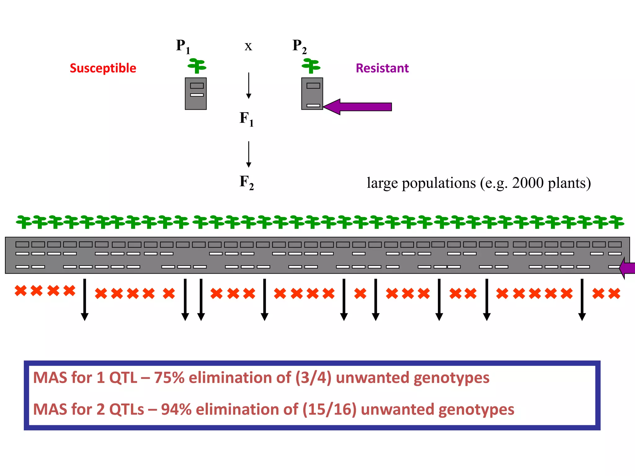 F2
P2
F1
P1 x
large populations (e.g. 2000 plants)
ResistantSusceptible
MAS for 1 QTL – 75% elimination of (3/4) unwanted genotypes
MAS for 2 QTLs – 94% elimination of (15/16) unwanted genotypes
 
