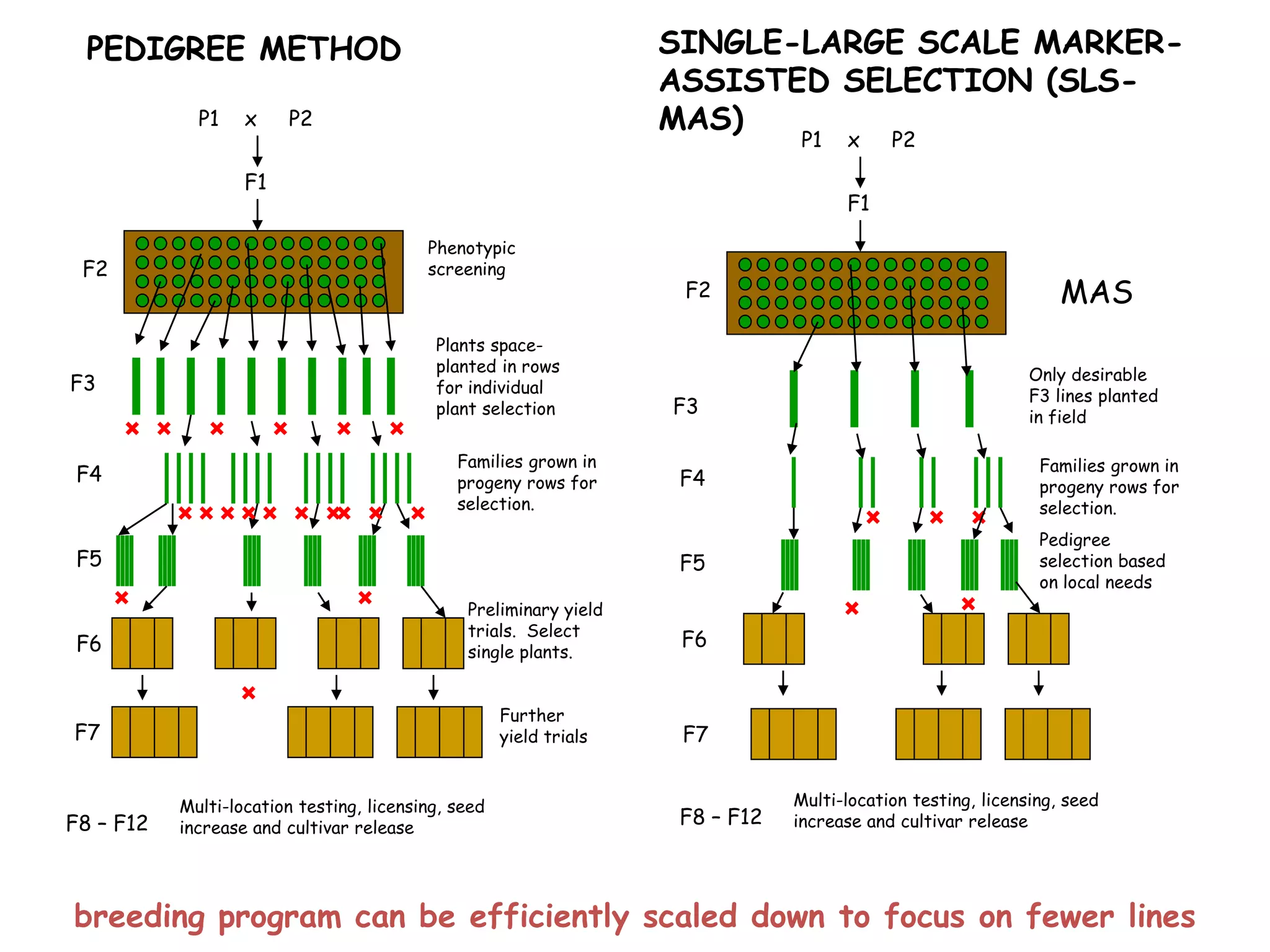 P1 x P2
F1
PEDIGREE METHOD
F2
F3
F4
F5
F6
F7
F8 – F12
Phenotypic
screening
Plants space-
planted in rows
for individual
plant selection
Families grown in
progeny rows for
selection.
Preliminary yield
trials. Select
single plants.
Further
yield trials
Multi-location testing, licensing, seed
increase and cultivar release
P1 x P2
F1
F2
F3
MAS
SINGLE-LARGE SCALE MARKER-
ASSISTED SELECTION (SLS-
MAS)
F4
Families grown in
progeny rows for
selection.
Pedigree
selection based
on local needs
F6
F7
F5
F8 – F12
Multi-location testing, licensing, seed
increase and cultivar release
Only desirable
F3 lines planted
in field
breeding program can be efficiently scaled down to focus on fewer lines
 