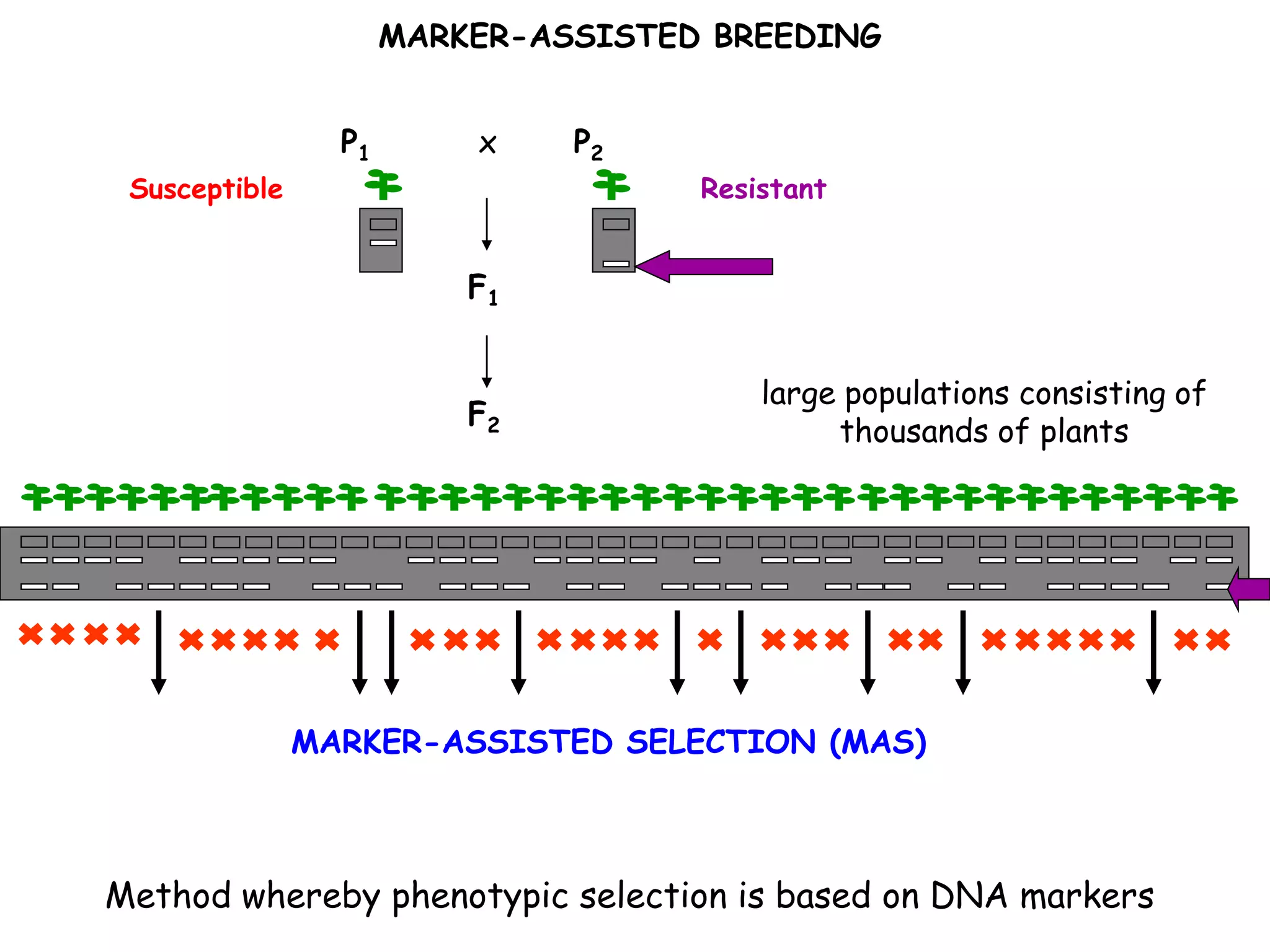 F2
P2
F1
P1 x
large populations consisting of
thousands of plants
ResistantSusceptible
MARKER-ASSISTED SELECTION (MAS)
MARKER-ASSISTED BREEDING
Method whereby phenotypic selection is based on DNA markers
 