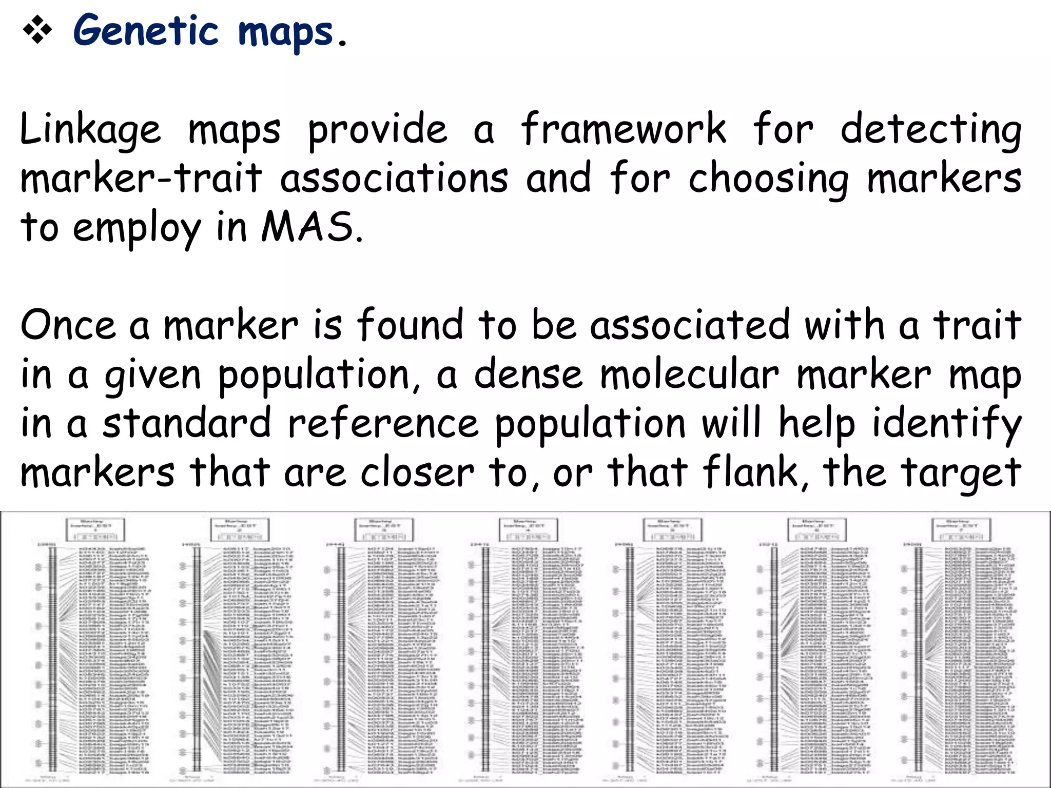  Genetic maps.
Linkage maps provide a framework for detecting
marker-trait associations and for choosing markers
to employ in MAS.
Once a marker is found to be associated with a trait
in a given population, a dense molecular marker map
in a standard reference population will help identify
markers that are closer to, or that flank, the target
gene.
 