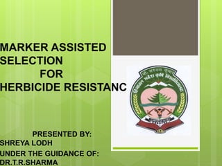 MARKER ASSISTED
SELECTION
FOR
HERBICIDE RESISTANCE
PRESENTED BY:
SHREYA LODH
UNDER THE GUIDANCE OF:
DR.T.R.SHARMA
 