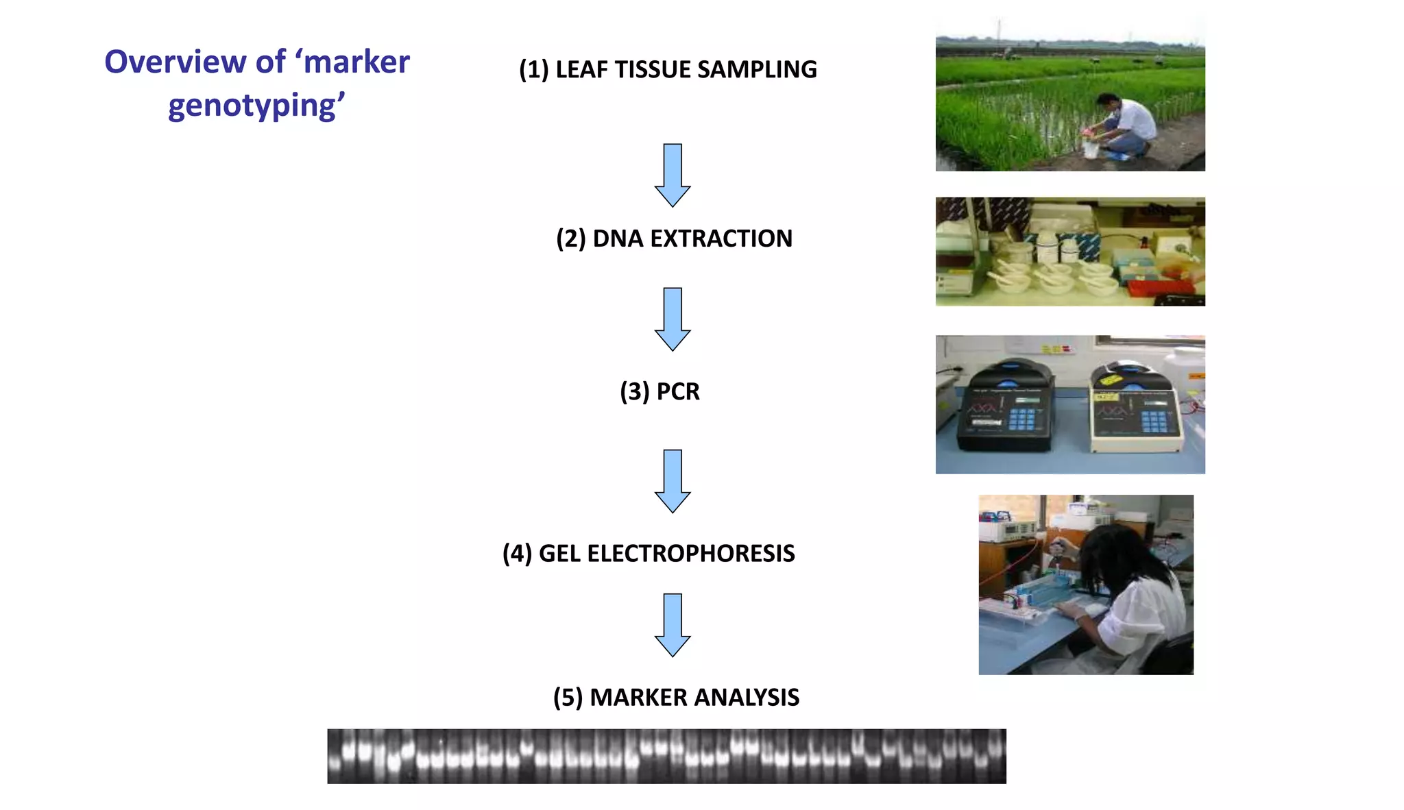 (1) LEAF TISSUE SAMPLING
(2) DNA EXTRACTION
(3) PCR
(4) GEL ELECTROPHORESIS
(5) MARKER ANALYSIS
Overview of ‘marker
genotyping’
 