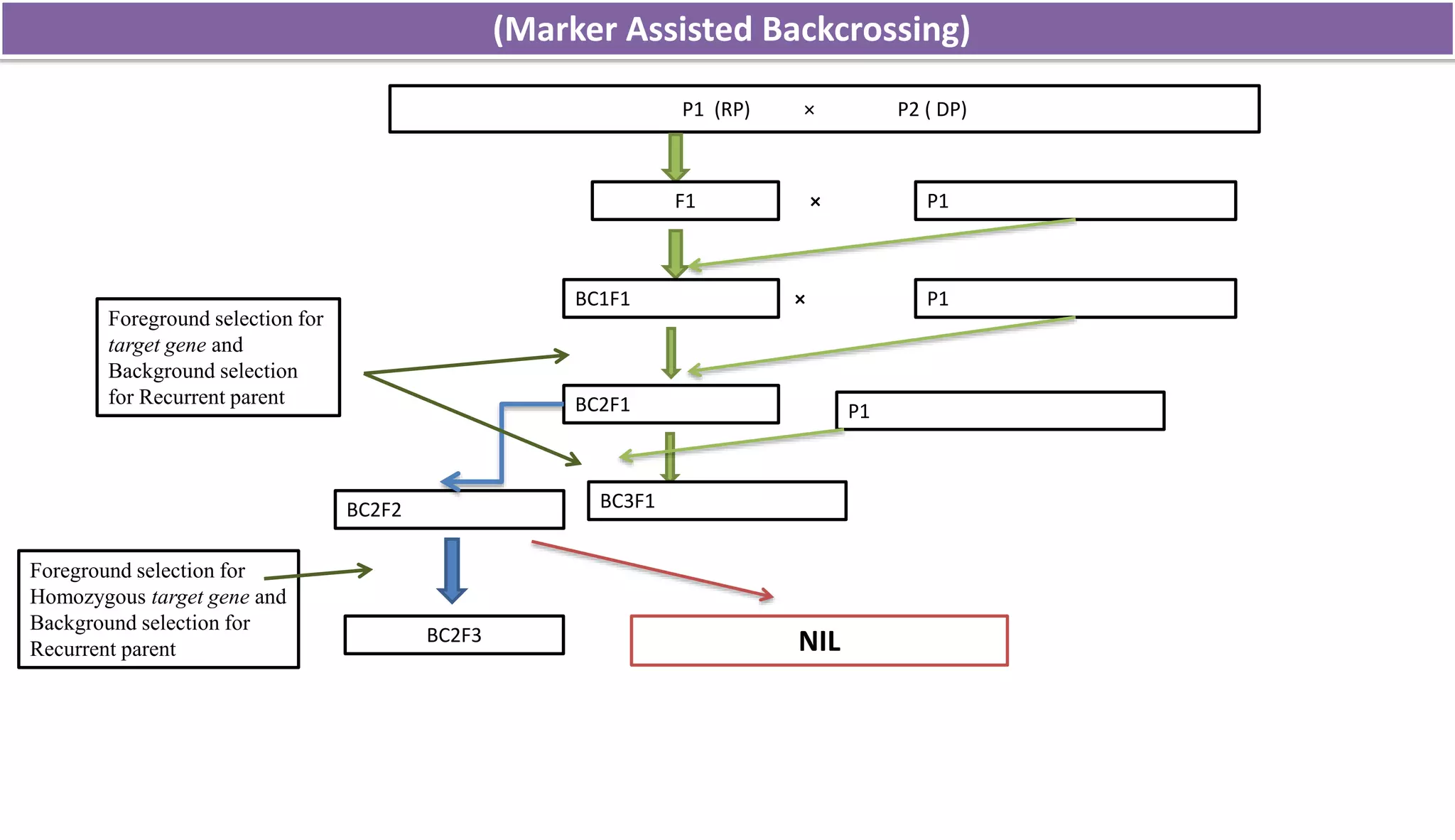 (Marker Assisted Backcrossing)
NIL
P1 (RP) × P2 ( DP)
F1 P1×
BC1F1 P1×
BC2F1
BC2F2 BC3F1
Foreground selection for
Homozygous target gene and
Background selection for
Recurrent parent
Foreground selection for
target gene and
Background selection
for Recurrent parent
BC2F3
P1
 