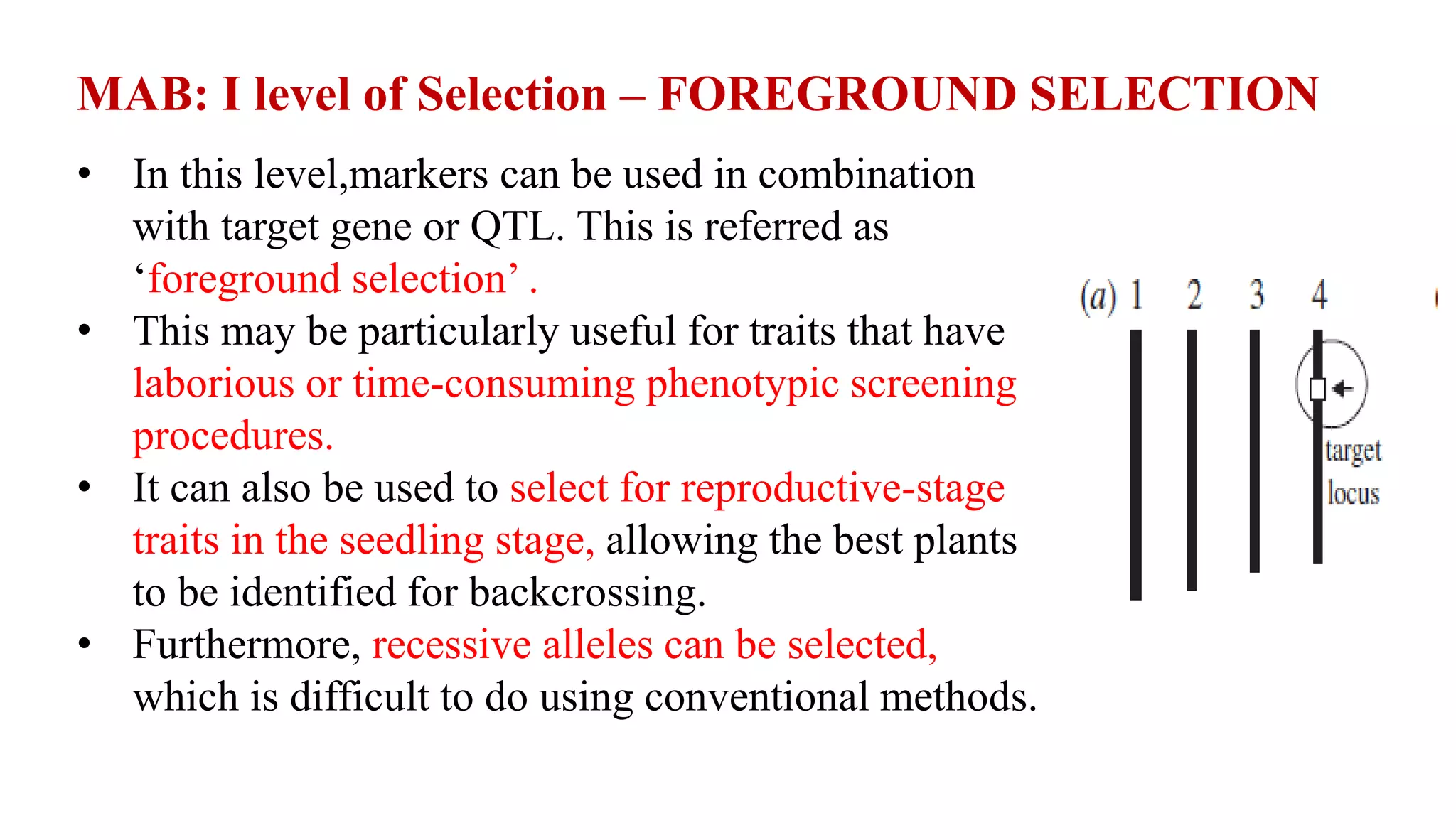 • In this level,markers can be used in combination
with target gene or QTL. This is referred as
‘foreground selection’ .
• This may be particularly useful for traits that have
laborious or time-consuming phenotypic screening
procedures.
• It can also be used to select for reproductive-stage
traits in the seedling stage, allowing the best plants
to be identified for backcrossing.
• Furthermore, recessive alleles can be selected,
which is difficult to do using conventional methods.
MAB: I level of Selection – FOREGROUND SELECTION
 